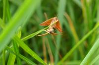 Lythria purpuraria