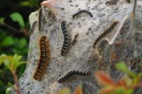 Eriogaster lanestris