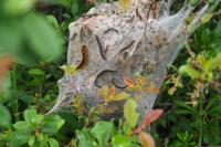 Eriogaster lanestris