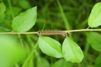 Malacosoma neustria