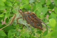 Malacosoma neustria