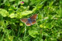 Aricia agestis