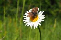 Lycaena tityrus