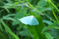 Campaea margaritaria
