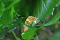 Camptogramma bilineata