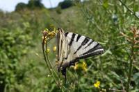 Iphiclides podalirius
