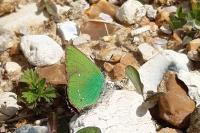 Callophrys rubi