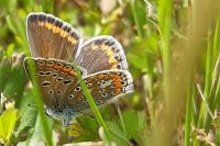 Polyommatus icarus