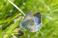 Celastrina argiolus