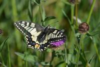 Papilio machaon
