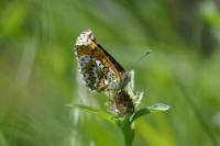 Melitaea cinxia