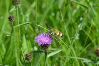Hemaris fuciformis