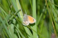 Coenonympha pamphilus