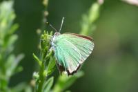 Callophrys rubi