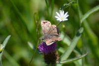 Erynnis tages
