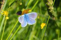 Polyommatus icarus