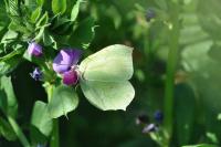 Gonepteryx rhamni