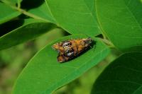 Olethreutes arcuella