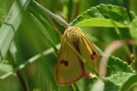 Diacrisia sannio
