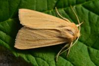 Mythimna pallens