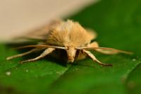Mythimna pallens