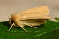 Mythimna pallens
