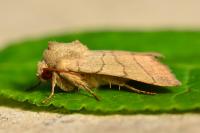Charanyca trigrammica