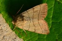 Charanyca trigrammica