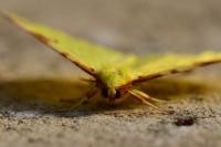 Opisthograptis luteolata