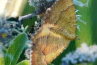 Camptogramma bilineata