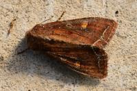 Lacanobia oleracea