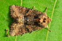 Oligia