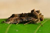 Oligia