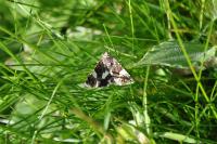 Tyta luctuosa