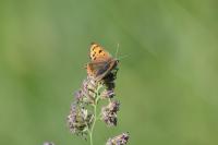 Lycaena phlaeas