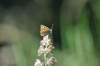 Lycaena phlaeas