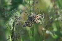 Ematurga atomaria