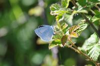 Celastrina argiolus