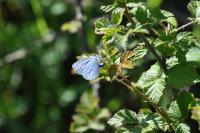 Celastrina argiolus