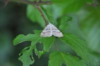 Aplocera