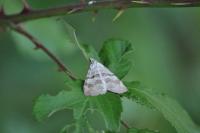 Aplocera