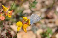 Polyommatus icarus