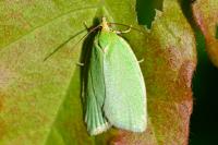 Tortrix viridana