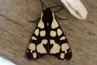Arctia villica