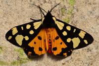 Arctia villica