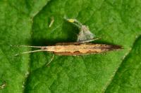 Plutella xylostella