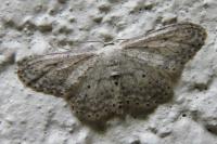 Idaea seriata