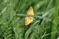 Camptogramma bilineata