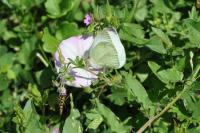Pieris rapae