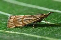 Chrysocrambus linetella